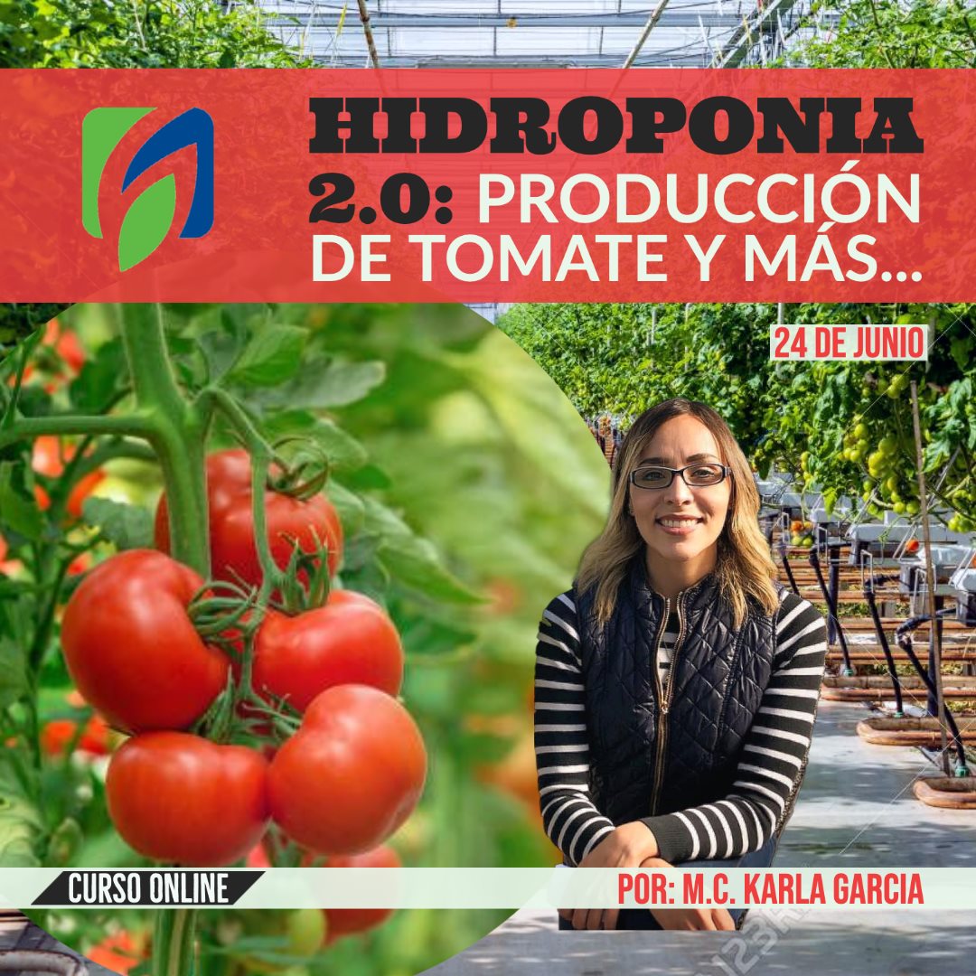HIDROPONIA 2.0: PRODUCCIÓN DE TOMATE Y MÁS