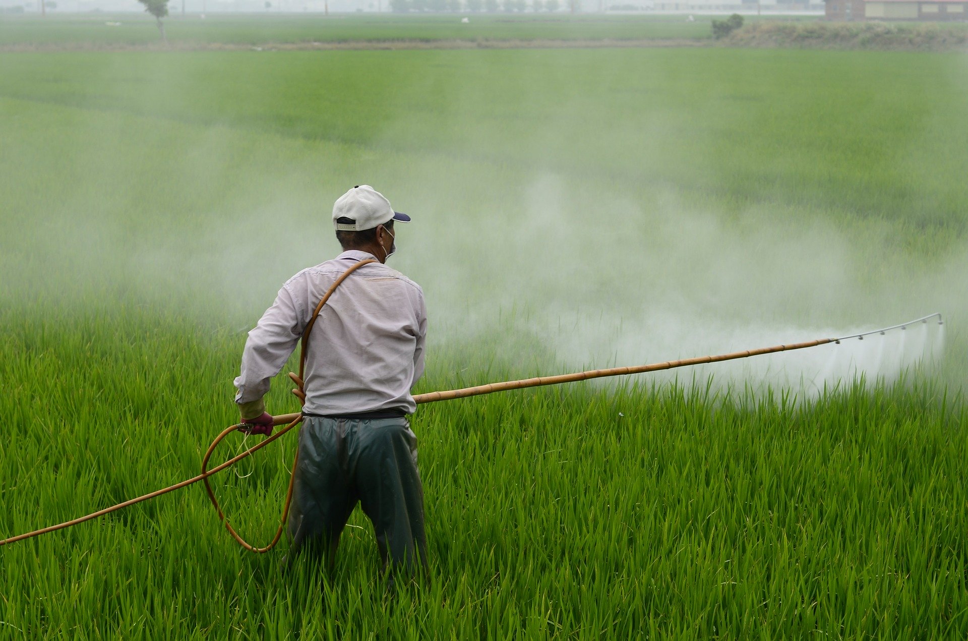 Factores Que Afectan La Absorción Y Translocación De Herbicidas