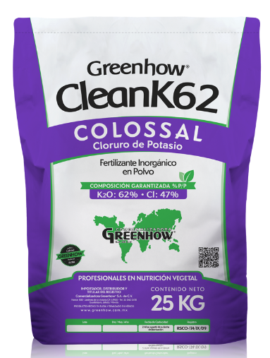CLEANK62 COLOSSAL